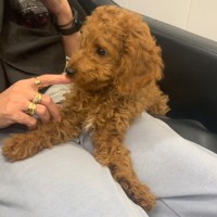 Photo of Little Sarge 