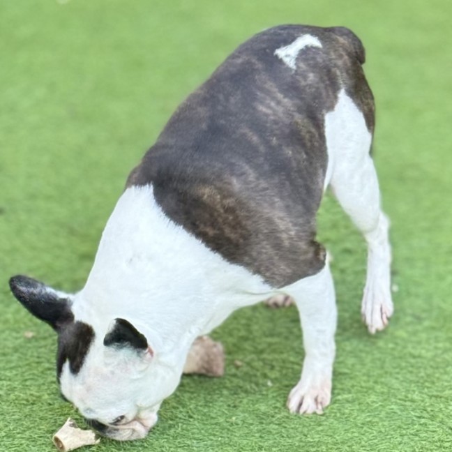 Photo of Polly