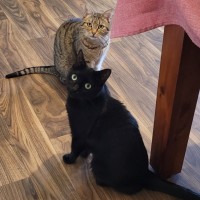 Photo of Sara & Marley