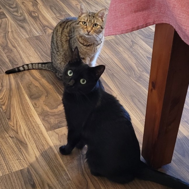 Photo of Sara & Marley