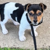 Photo of Little Louis 