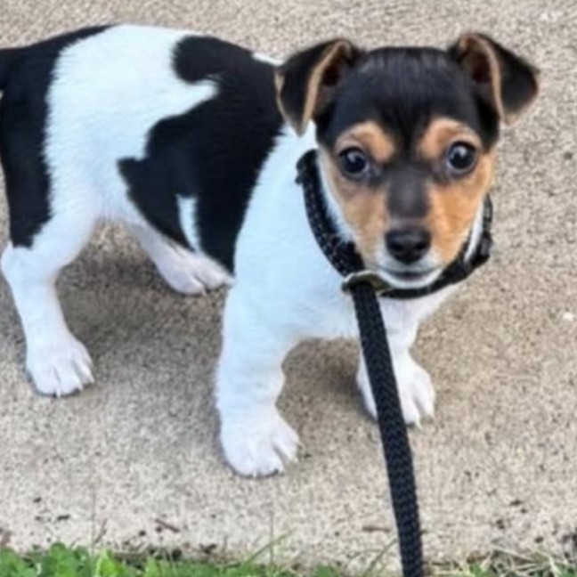 Photo of Little Louis 