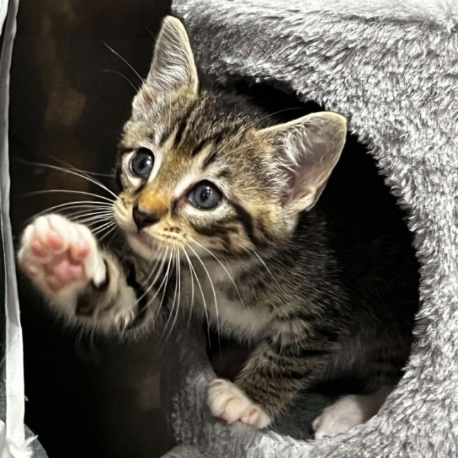 Photo of Gizmo