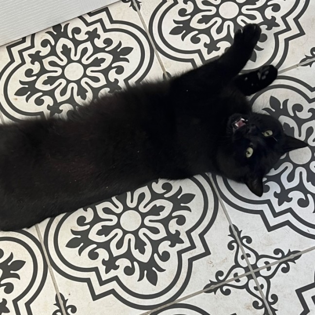 Photo of Slinky Malinki