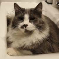 Photo of Shadow