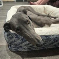 Photo of Bronson