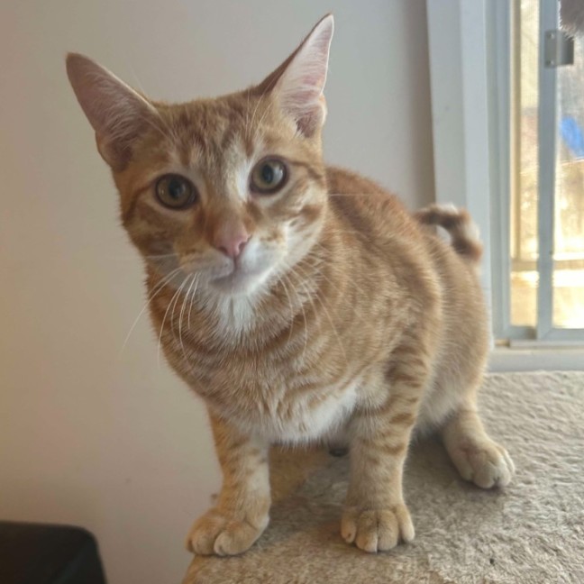 Photo of Archie