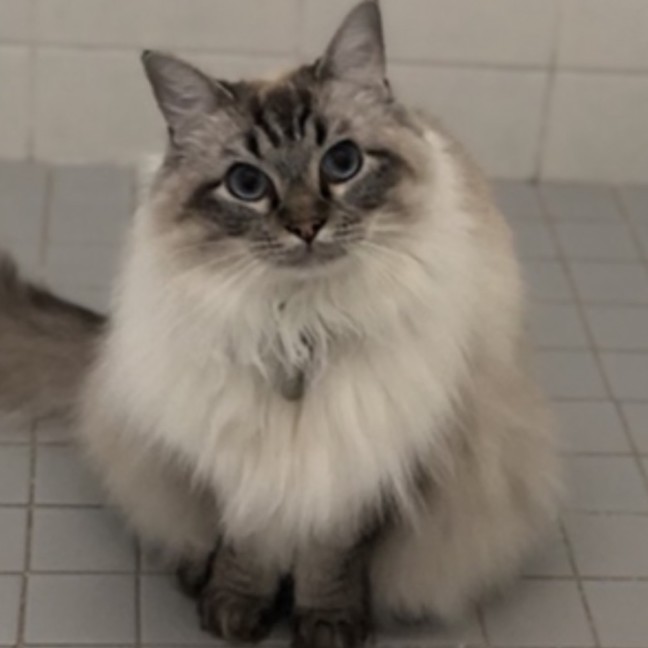 Photo of Hugh 💙.   Assisted Rehome