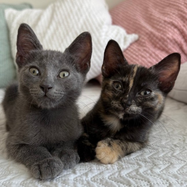 Photo of Stripe