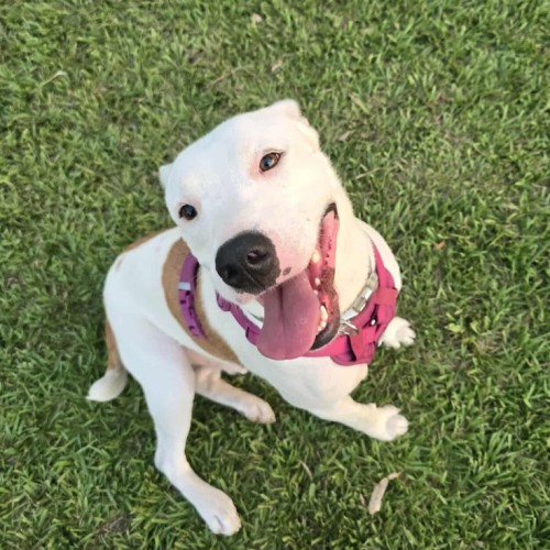 Sven - Mixed breed Dog