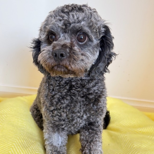 Photo of Misty