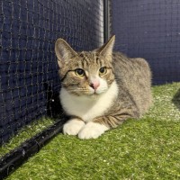 Photo of Cola