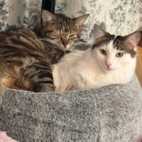 Photo of Sushi And Shibuya 