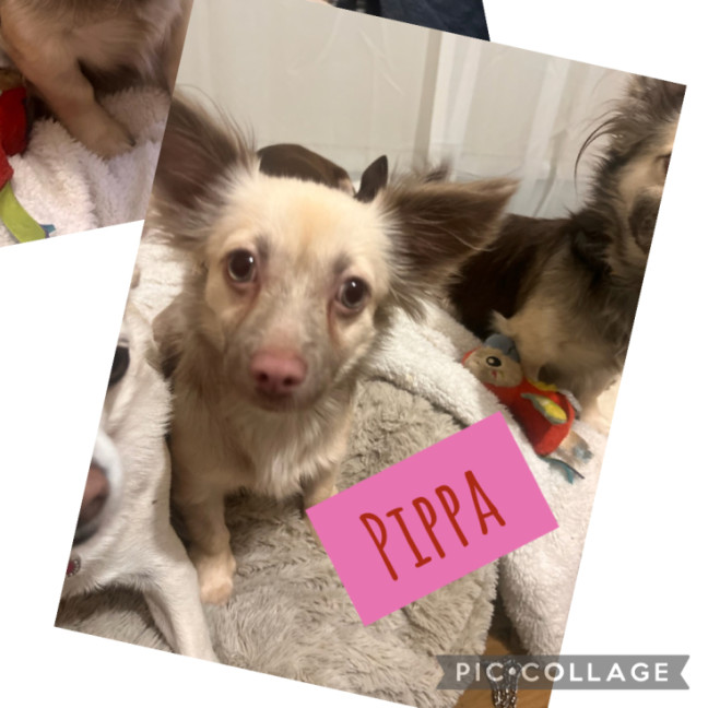 Photo of Ghost & Pippa