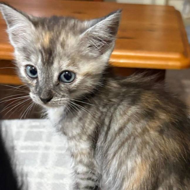 Photo of Nani