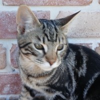 Photo of Simba