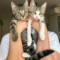 Photo of Moose And Mozart