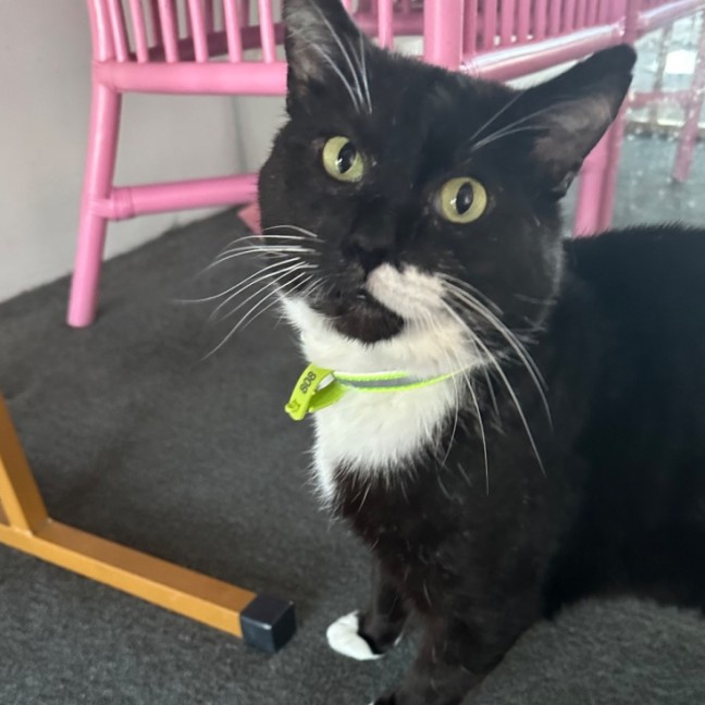 Photo of Gordon The Great😍