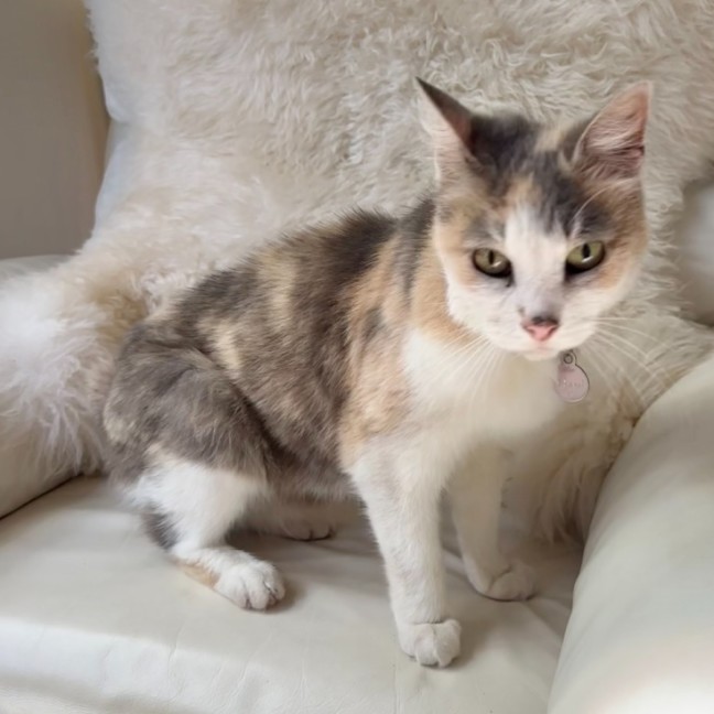 Photo of Chanel