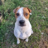 Photo of Squirtle *$150 Adoption Fee*