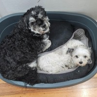 Photo of Sindoo & Bindoo