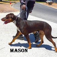 Photo of Mason