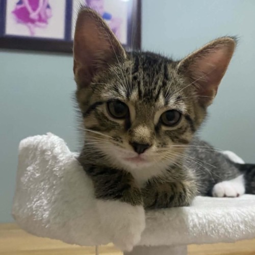 Dennis - Domestic Short Hair (DSH) Cat