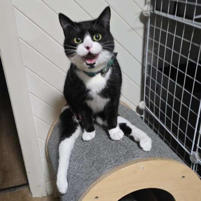 Photo of Lucy (Located In Wantirna South)