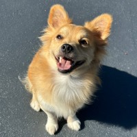 Photo of Albie 🐶🎾