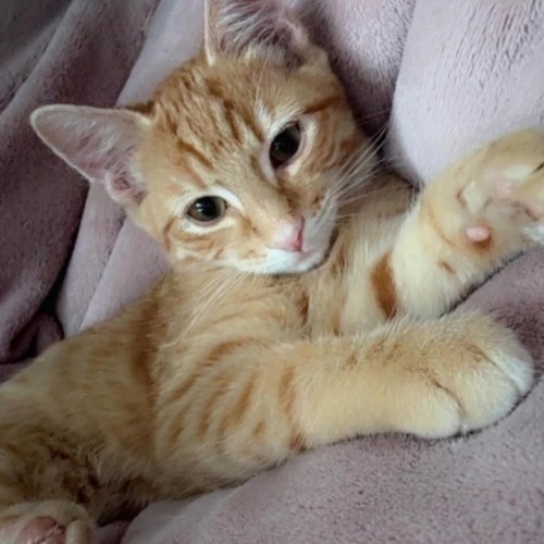 Kai - Domestic Short Hair (DSH) Cat