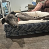 Photo of Bronson