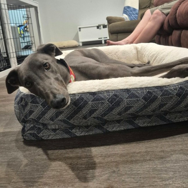 Photo of Bronson