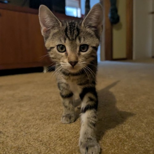 Neptune - Domestic Short Hair (DSH) Cat