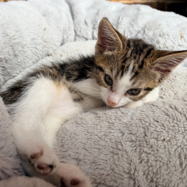 Photo of Baby Clarrie