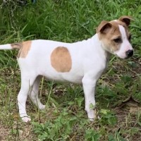 Photo of Luna 🩷🐶🩷