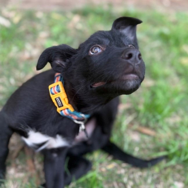 Photo of Digger