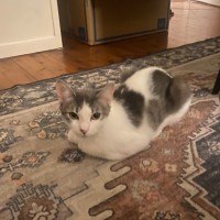 Photo of Honey