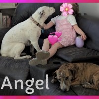 Photo of Angel