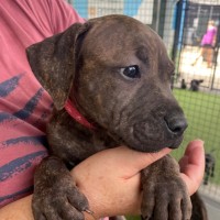 Photo of D1108 Mandy