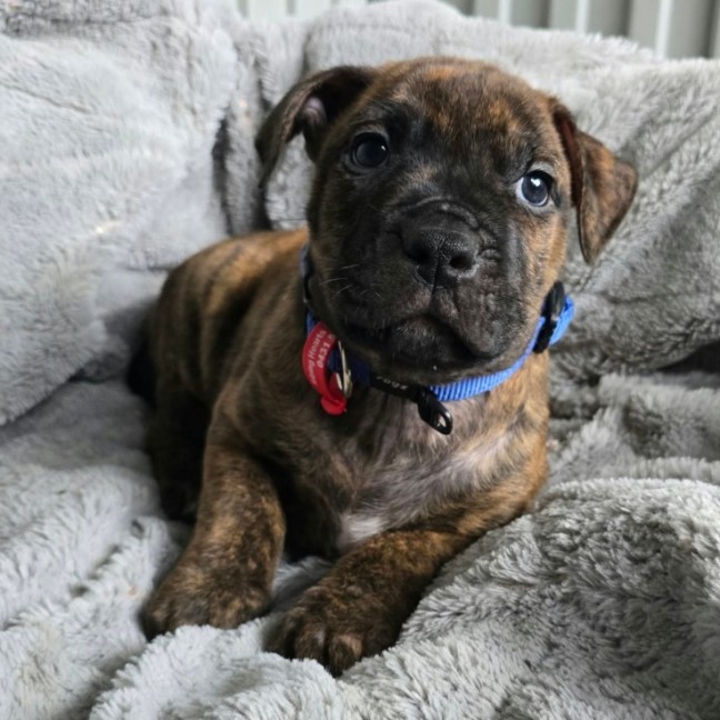 Photo of Dexter