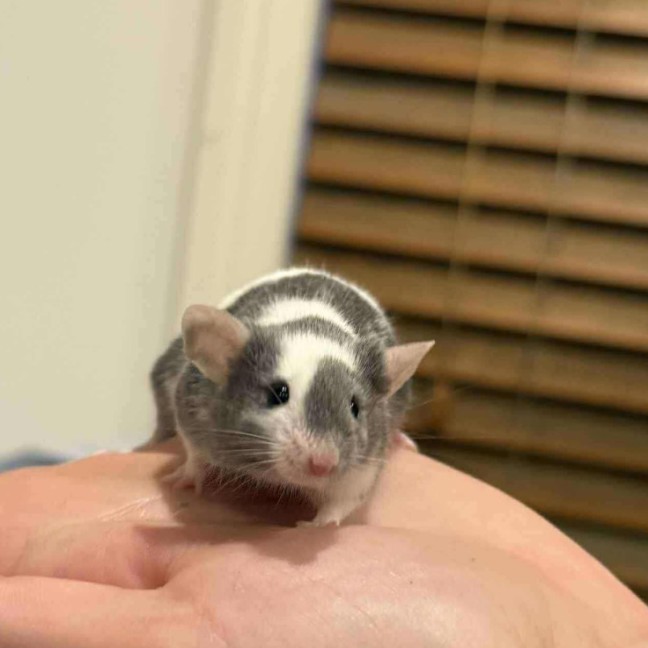 Photo of Hamish And Andy