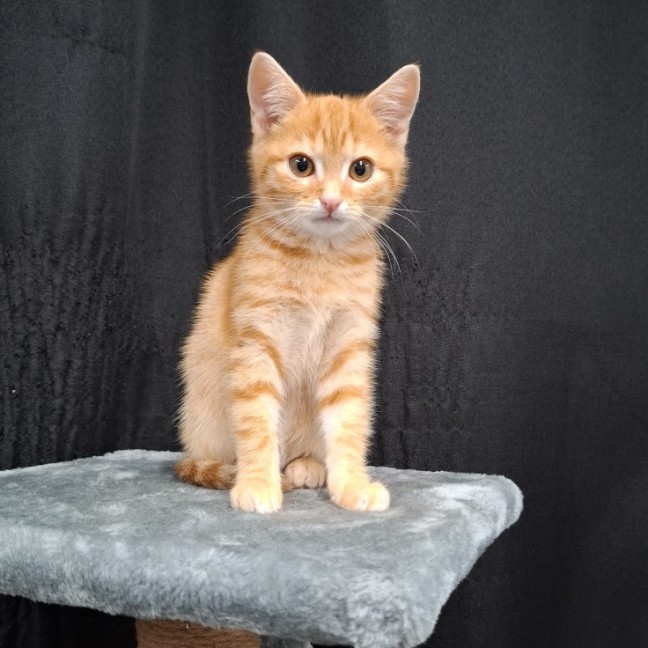 Photo of Ozzie