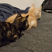 Photo of Pistachio   Located In Preston