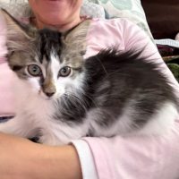 Photo of Mario ** 2nd Chance Cat Rescue**