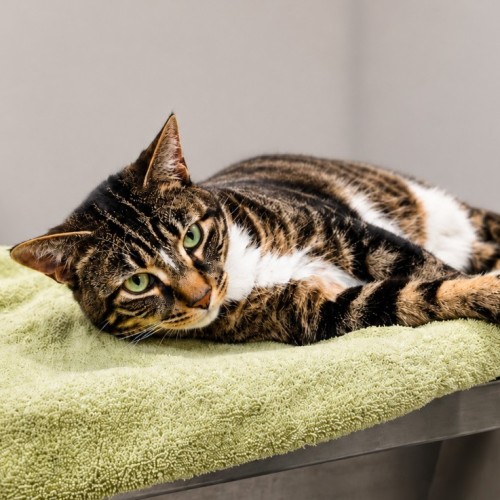 Momo - Domestic Short Hair (DSH) Cat