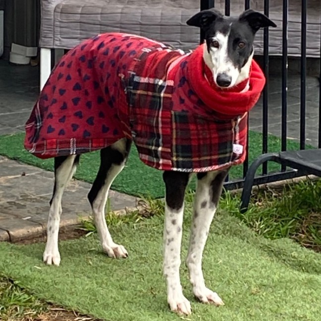 Photo of Betsy, The Cat Friendly Greyhound