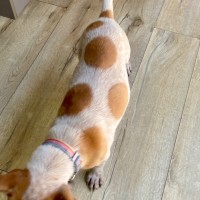 Photo of Pokey