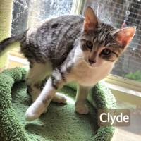 Photo of Clyde