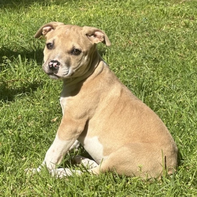 Photo of Jasper 🐾🐾🐾💙