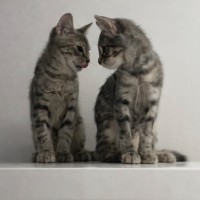 Photo of Lucy ⭐️🦋